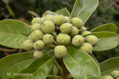 Pittosporum dasycaulon